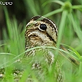 Latham's Snipe near Tiger Park in Manunda オオジシギ<br />Canon EOS 7D + EF300 F2.8L III + EF1.4xII